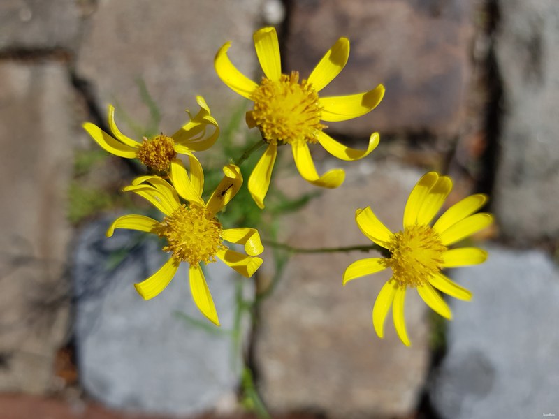 More Wild Flowers Of The Netherlands - 02-Flower_Flowering-plant_Yellow-3.3Mb--2020-07-12 10.58.26
